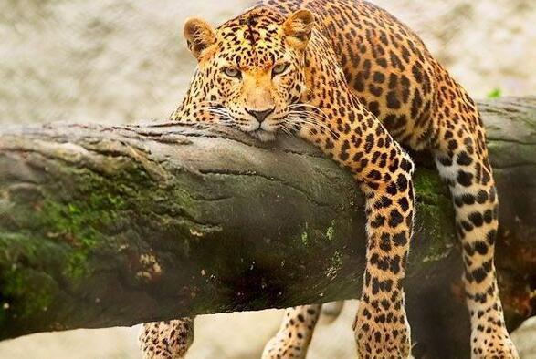 爆笑段子：男友买了台小冰箱，专门用来制冰块。